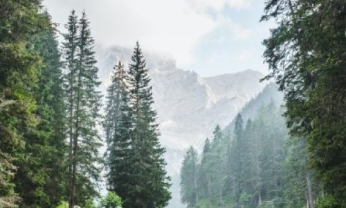 trees-rivers-02.jpg trees-rivers-02.jpg
