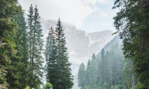 trees-rivers-02.jpg trees-rivers-02.jpg