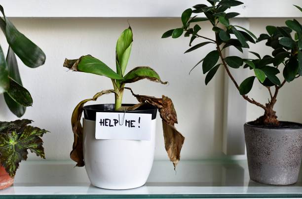 sick house plant, damaged leaves , home plant leaves dry